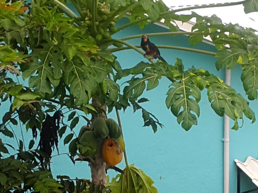 Cabinas Tropicales Puerto Jiménez Εξωτερικό φωτογραφία